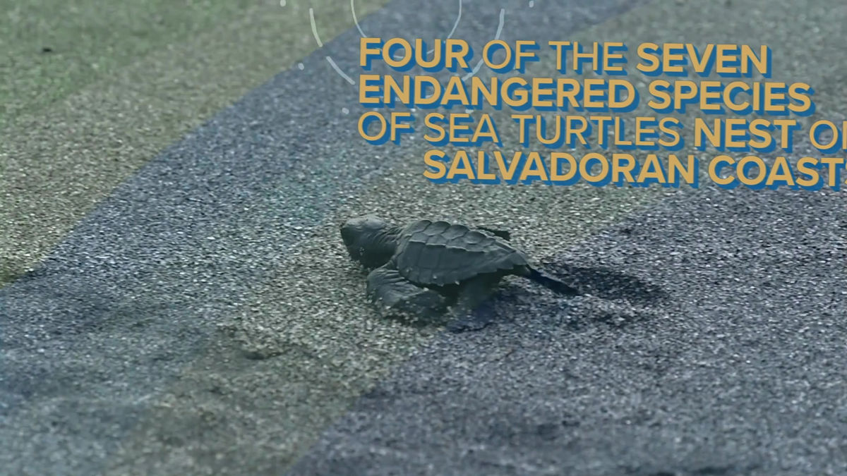 Earth Day - LATAM Turtle Release
